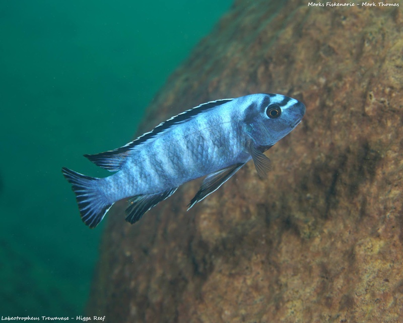 Labeotropheus trewavasae 'Higga Reef'